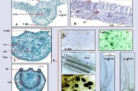 Attēlu rezultāti vaicājumam “Lycopersicon esculentum leaf”