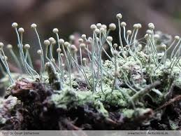 Attēlu rezultāti vaicājumam “Chaenotheca furfuracea”