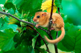 Attēlu rezultāti vaicājumam “Muscardinus avellanarius”