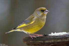 Attēlu rezultāti vaicājumam “Chloris chloris male”