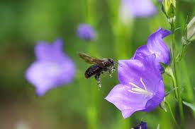 Attēlu rezultāti vaicājumam “Conardia compacta macro”