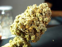 Resultado de imagen para la marihuana channel