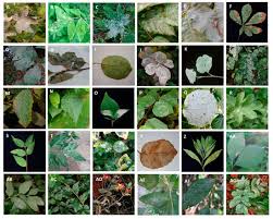 Attēlu rezultāti vaicājumam “Erysiphe galeopsidis”