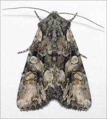 Attēlu rezultāti vaicājumam “Lacanobia contigua”