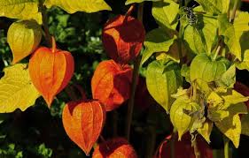 Attēlu rezultāti vaicājumam “Physalis alkekengi leaf”