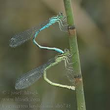 Attēlu rezultāti vaicājumam “Coenagrion hastulatum”