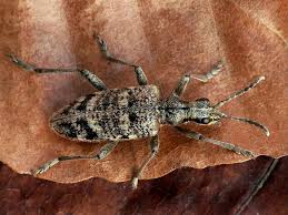 Attēlu rezultāti vaicājumam “Rhagium inquisitor”