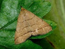 Attēlu rezultāti vaicājumam “Zanclognatha tarsipennalis”