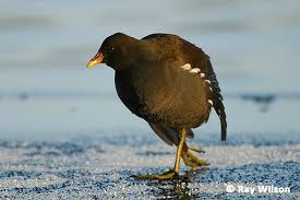 Attēlu rezultāti vaicājumam “Gallinula chloropus adult”