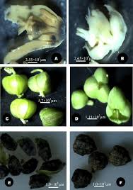 Attēlu rezultāti vaicājumam “Euphorbia cyparissias fruit”