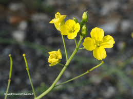 Image result for Diplotaxis tenuifolia