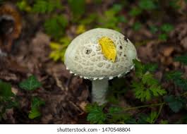 Attēlu rezultāti vaicājumam “Amanita strobiliformis”
