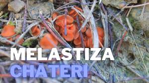 Attēlu rezultāti vaicājumam “Melastiza chateri”