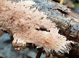 Attēlu rezultāti vaicājumam “Octospora splachnophila”