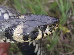 Attēlu rezultāti vaicājumam “Natrix natrix adult”