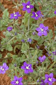 Image result for Legousia speculum-veneris