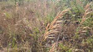 Attēlu rezultāti vaicājumam “Bromopsis inermis fruit”