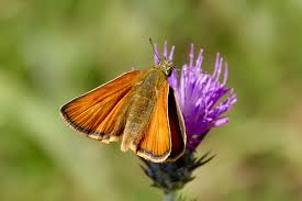 Attēlu rezultāti vaicājumam “Thymelicus sylvestris underside”