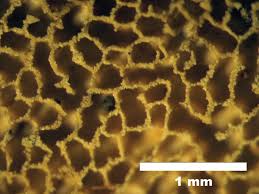 Attēlu rezultāti vaicājumam “Elmerina caryae”