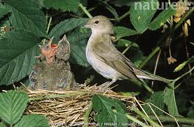Attēlu rezultāti vaicājumam “Sylvia borin nest”