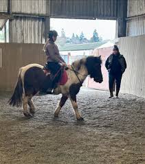 Image result for South Weylands Equestrian