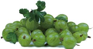 Attēlu rezultāti vaicājumam “Ribes uva-crispa fruit”