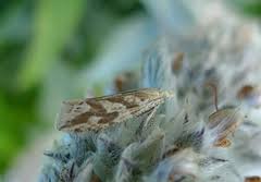 Attēlu rezultāti vaicājumam “Thiodia citrana”