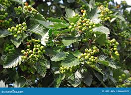 Attēlu rezultāti vaicājumam “Crataegus submollis”