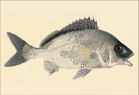 Image result for Haemulon album