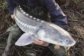 Image result for Acipenser transmontanus