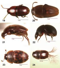 Attēlu rezultāti vaicājumam “Leiodidae”
