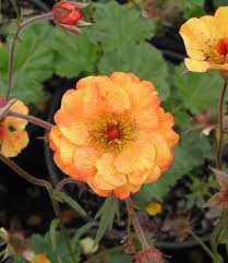 Attēlu rezultāti vaicājumam “Geum”