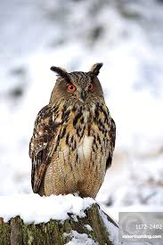 Attēlu rezultāti vaicājumam “Bubo bubo adult”