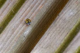 Attēlu rezultāti vaicājumam “Sospita vigintiguttata”