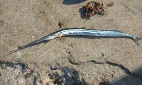 Attēlu rezultāti vaicājumam “Belone belone”