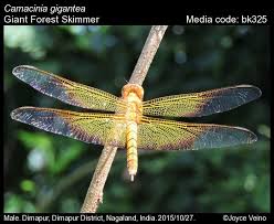 Attēlu rezultāti vaicājumam “Langermania gigantea”