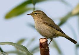Image result for Phylloscopus ibericus