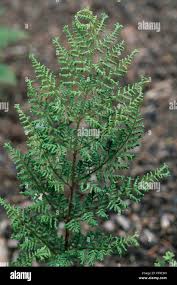 Attēlu rezultāti vaicājumam “Dryopteris dilatata”