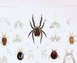 Attēlu rezultāti vaicājumam “Hydrachna”