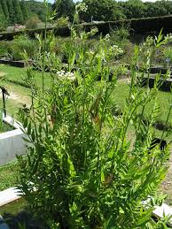 Attēlu rezultāti vaicājumam “Sium latifolium flower”