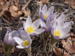 Attēlu rezultāti vaicājumam “Pulsatilla patens flower”