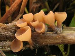 Attēlu rezultāti vaicājumam “Myriosclerotinia scirpicola”