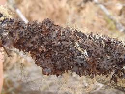 Attēlu rezultāti vaicājumam “Tuckermannopsis chlorophylla”