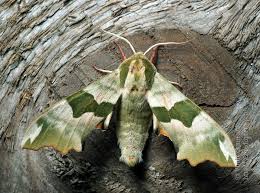 Attēlu rezultāti vaicājumam “Mimas tiliae”