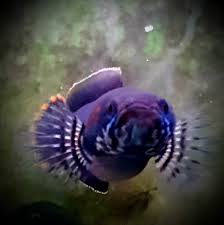 Image result for Pseudomyxus capensis