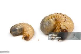 Attēlu rezultāti vaicājumam “Oryctes nasicornis larva”