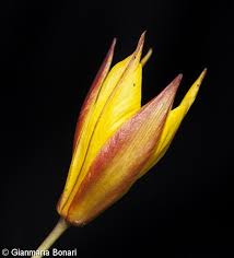 Attēlu rezultāti vaicājumam “Tulipa sylvestris bud”