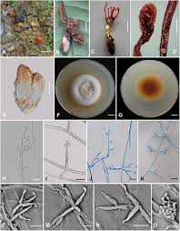 Attēlu rezultāti vaicājumam “Cordyceps polyarthra”