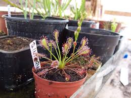 Attēlu rezultāti vaicājumam “Drosera intermedia”