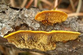 Attēlu rezultāti vaicājumam “Gloeophyllum trabeum”